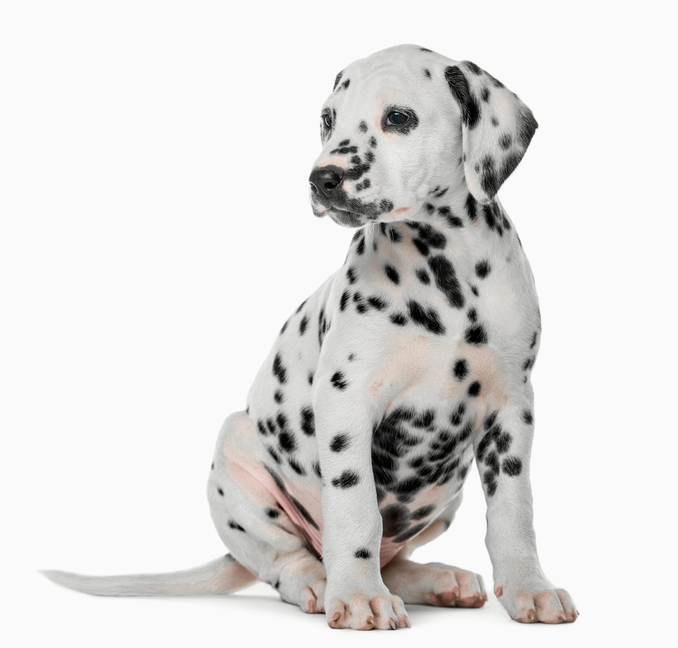 Dalmation Puppy